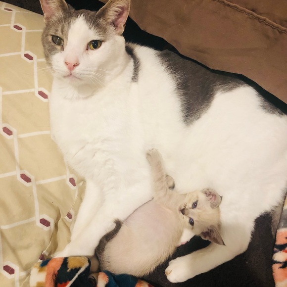 Meet your Posher, Suzie - Picture 4 of 16